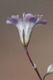 Gypsophila patrinii