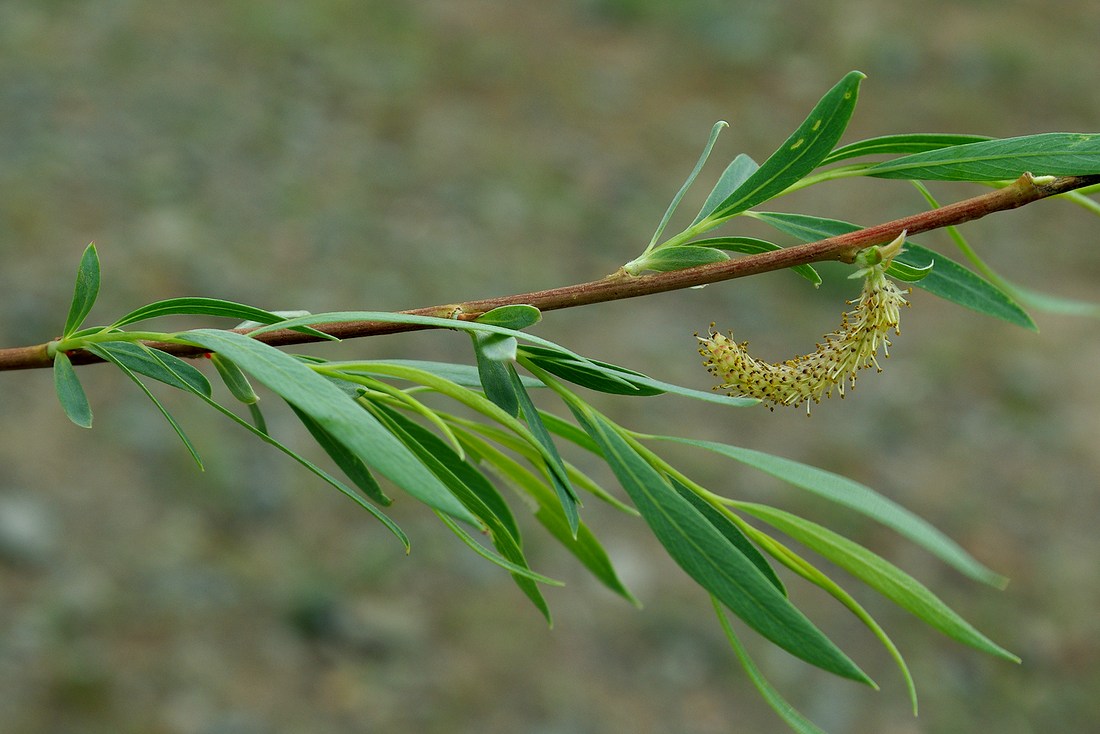 Изображение особи Salix pycnostachya.