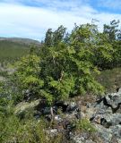 Sorbus aucuparia ssp. glabrata