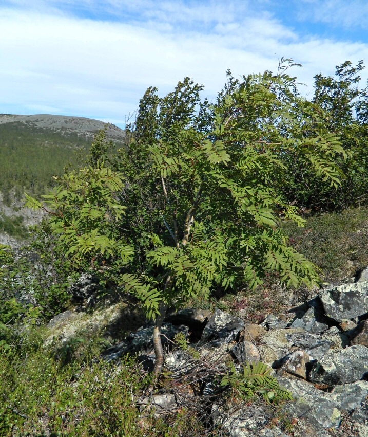 Image of Sorbus aucuparia ssp. glabrata specimen.