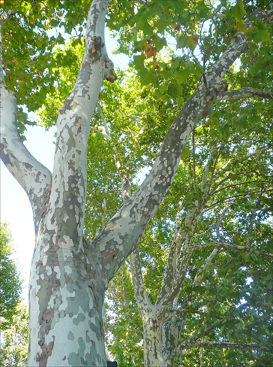 Image of Platanus &times; acerifolia specimen.