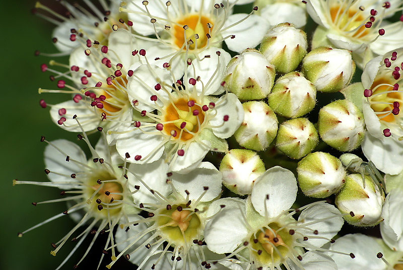 Image of Physocarpus opulifolius specimen.