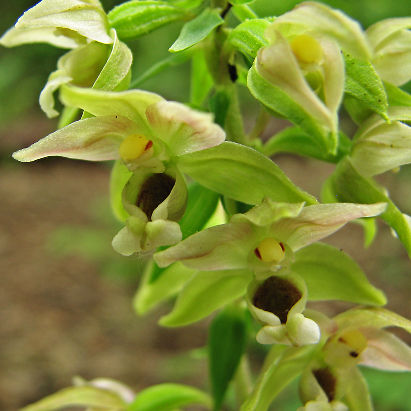 Image of Epipactis helleborine specimen.