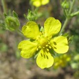 Potentilla argentea. Цветок. Ростовская обл., Октябрьский р-н, окр. станицы Заплавская. 28.05.2011.