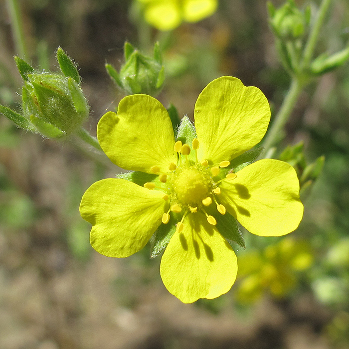 Изображение особи Potentilla argentea.