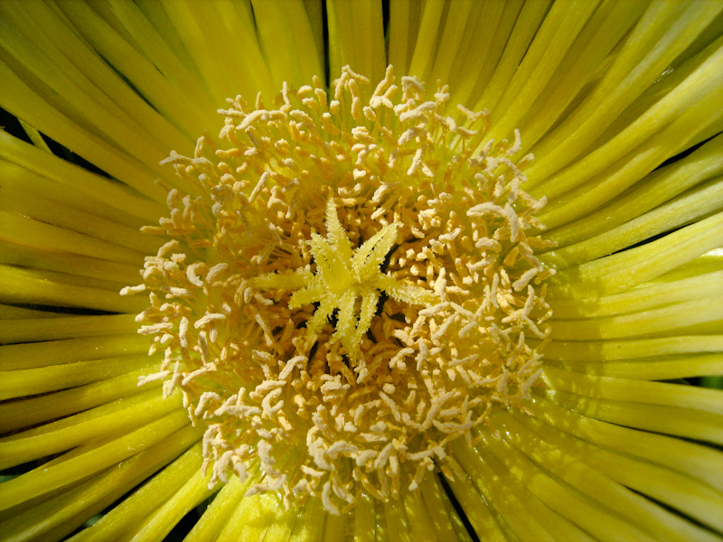 Изображение особи род Carpobrotus.