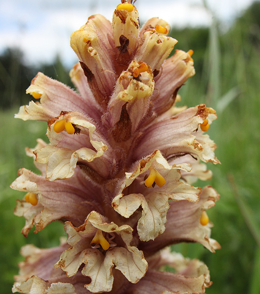 Изображение особи Orobanche centaurina.