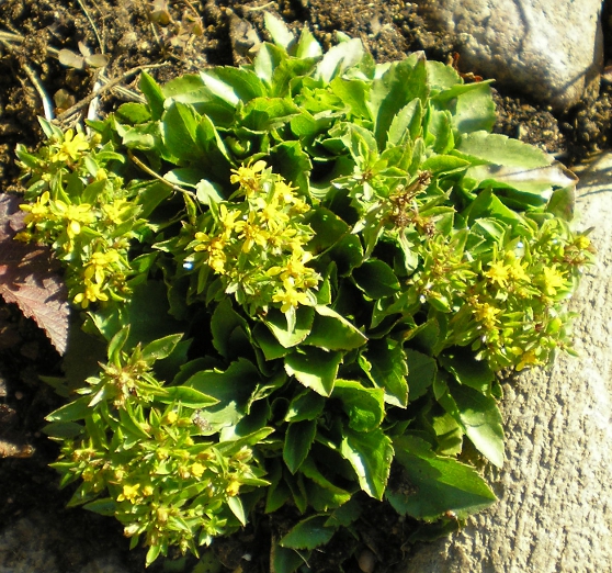 Изображение особи род Solidago.
