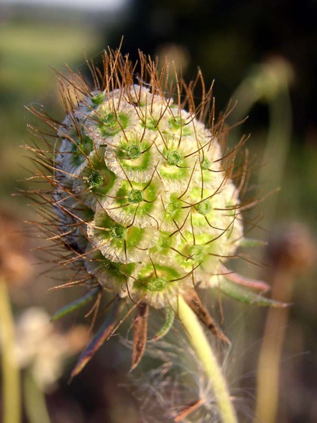 Image of Scabiosa ochroleuca specimen.