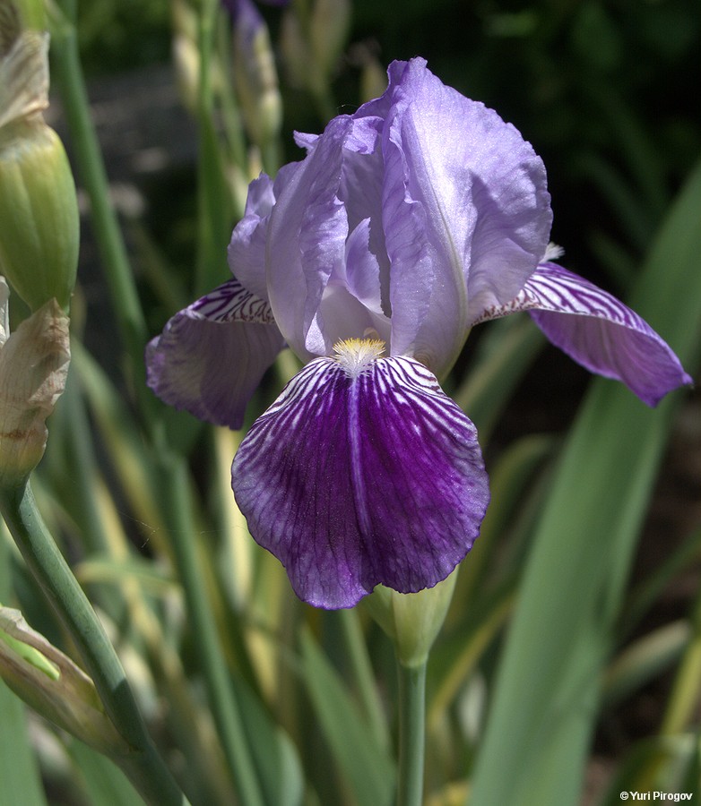 Image of Iris × hybrida specimen.