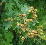 Crataegus monogyna. Ветвь с незрелыми плодами. Курская обл., Поныровский р-н, с. Брусовое. 13 июня 2007 г.