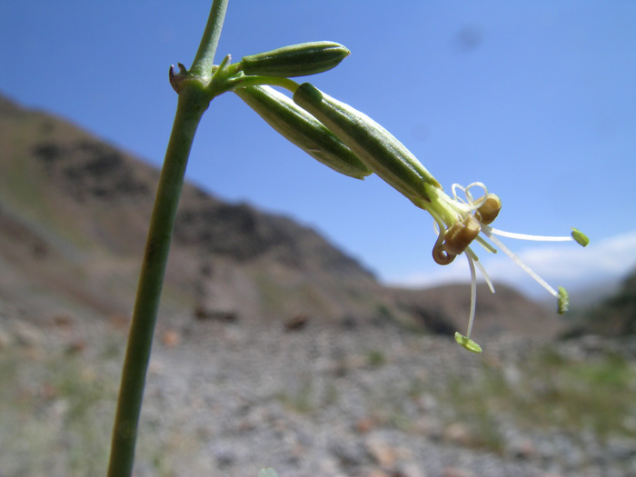 Изображение особи Silene obovata.