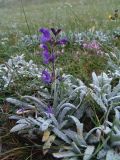 Salvia variety daghestanica