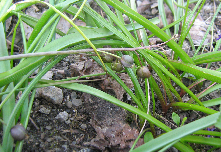 Image of Scilla bifolia specimen.