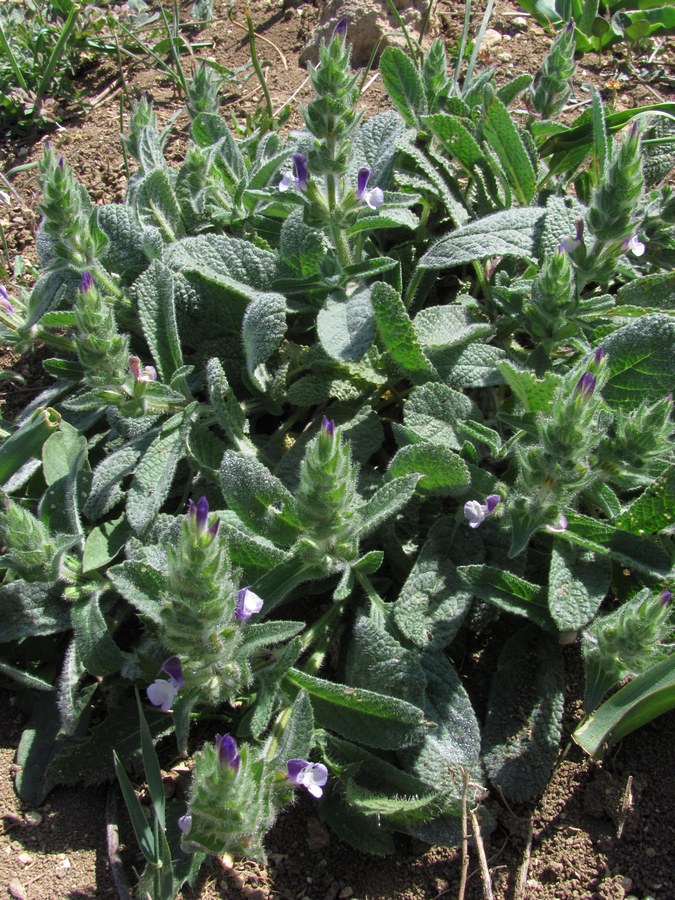 Изображение особи Salvia viridis.