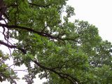 Quercus robur. Ветви взрослого дерева. Курская обл., г. Железногорск, ур. Опажье. 6 августа 2007 г.