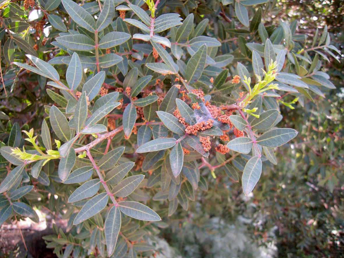 Image of Pistacia lentiscus specimen.