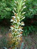 Eremurus spectabilis