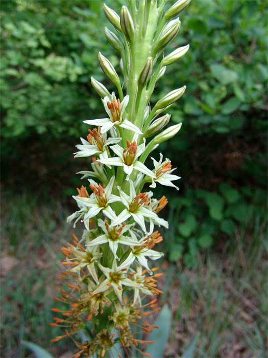 Изображение особи Eremurus spectabilis.