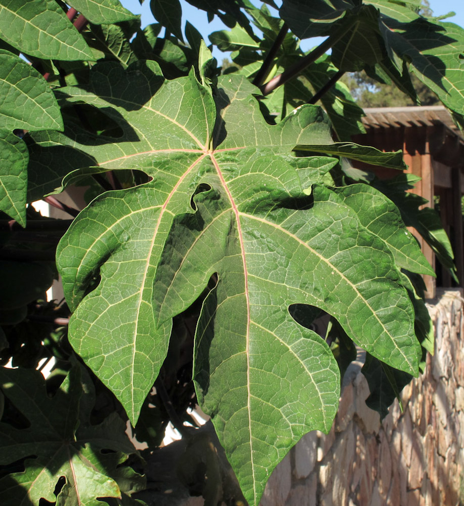 Image of Carica papaya specimen.