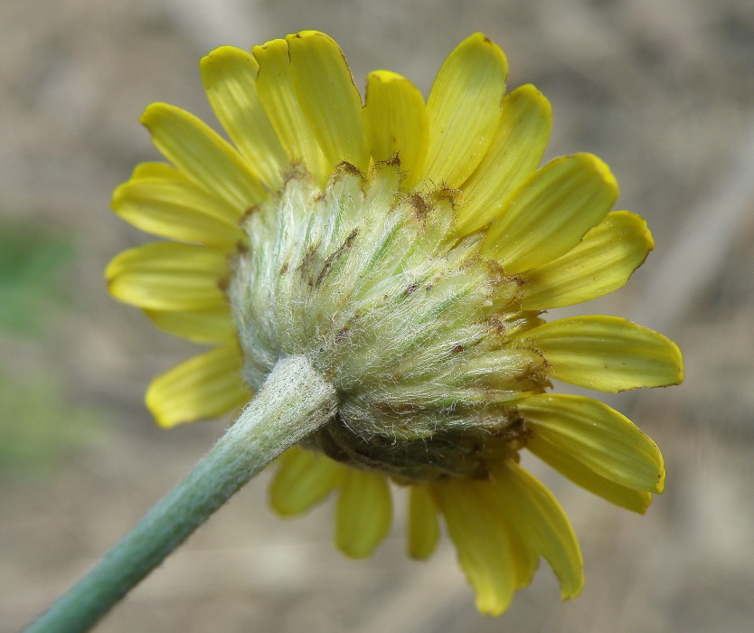 Изображение особи Anthemis tinctoria.