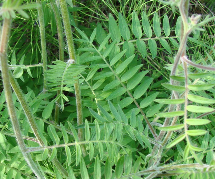 Image of Polemonium caeruleum specimen.