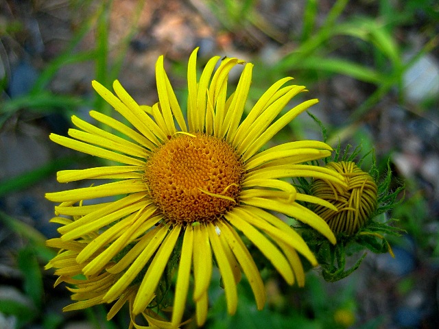 Изображение особи Inula britannica.