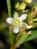 Aconogonon ocreatum разновидность riparium. Цветок. Республика Саха (Якутия), Томпонский р-н, окрестности села Кескил. 08.07.2012.