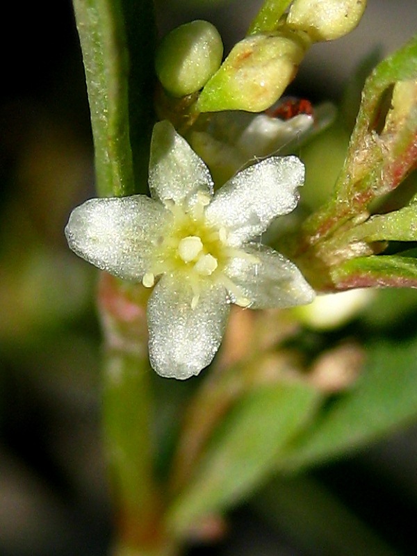 Image of Aconogonon ocreatum var. riparium specimen.