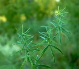 Galium × pomeranicum. Побеги. Украина, Донецкая обл., Славянский р-н, окр. с. Богородичное. 10.07.2012.