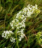 Galium mollugo