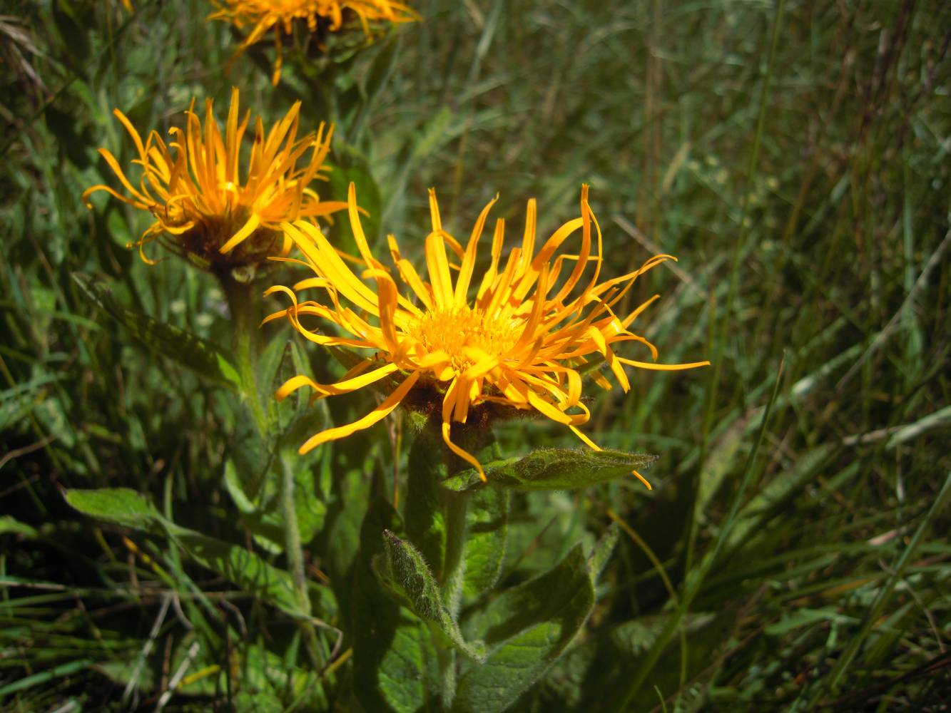 Изображение особи Inula orientalis.