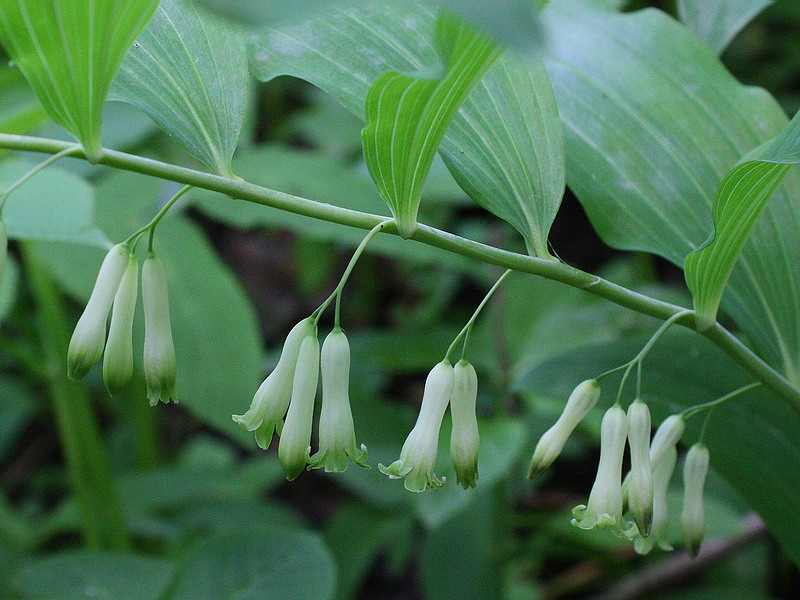 Изображение особи Polygonatum multiflorum.