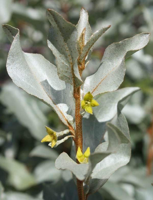 Image of Elaeagnus commutata specimen.