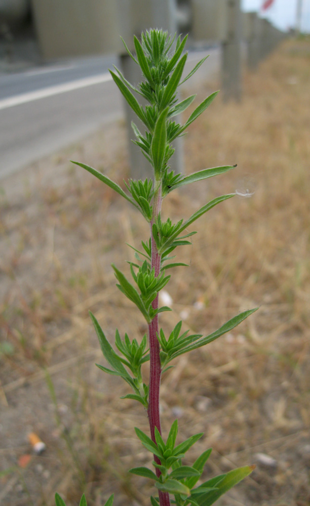 Image of Bassia scoparia specimen.