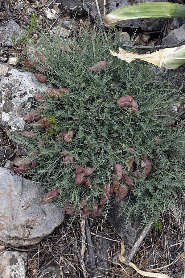 Image of Astragalus pachyrrhizus specimen.