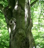 Fagus sylvatica var. laciniata