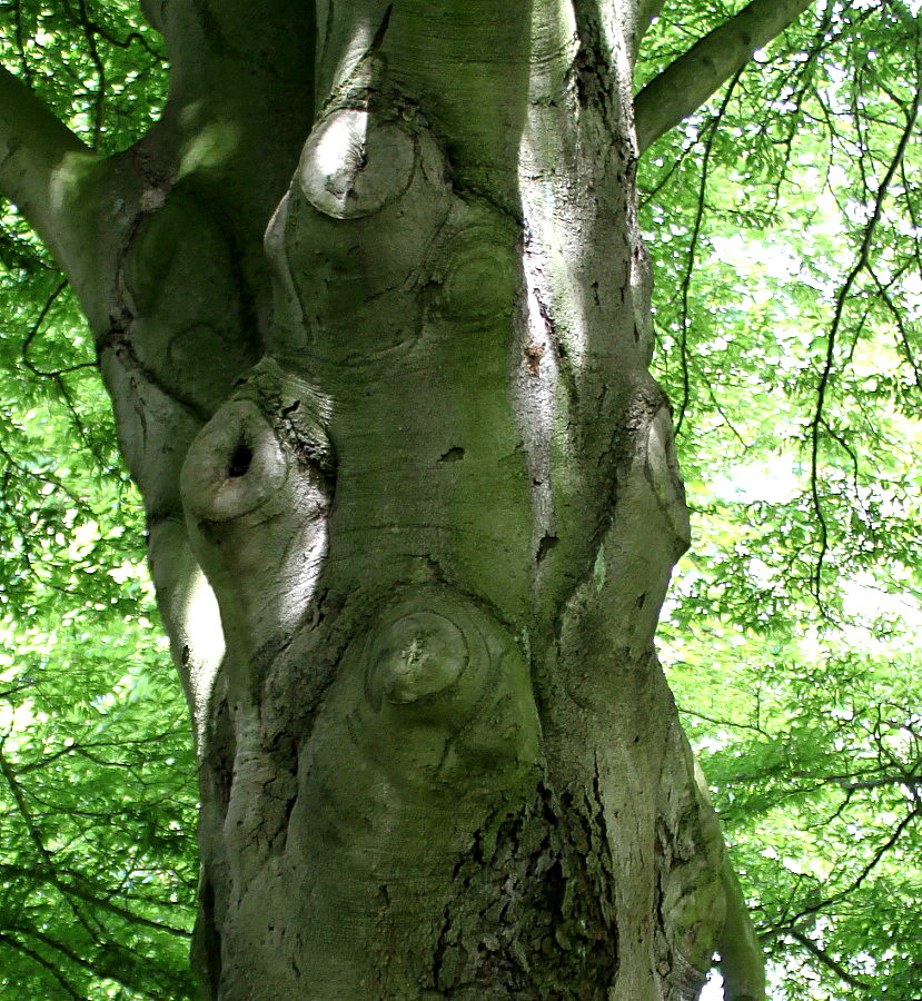 Image of Fagus sylvatica var. laciniata specimen.