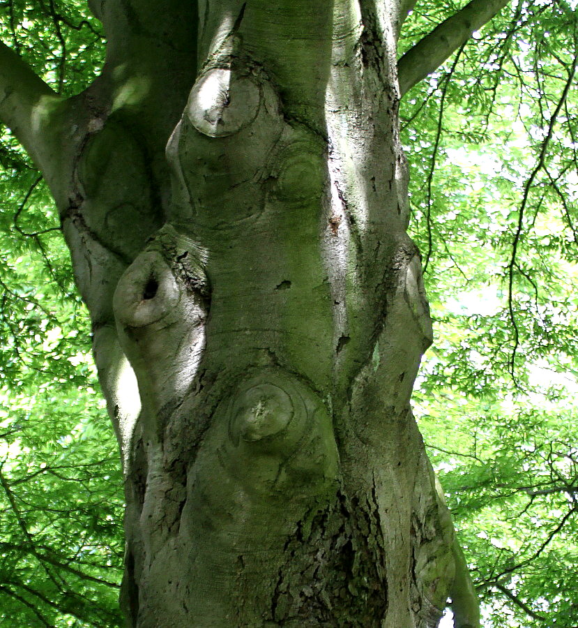 Изображение особи Fagus sylvatica var. laciniata.