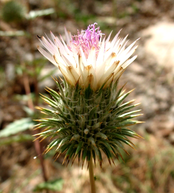 Изображение особи Cousinia coronata.