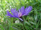 Centaurea fuscomarginata