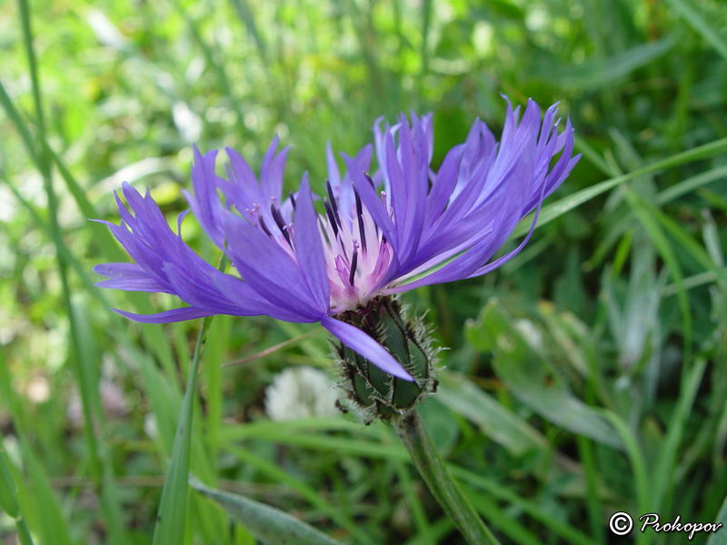 Image of Centaurea fuscomarginata specimen.