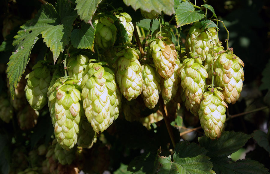 Изображение особи Humulus lupulus.