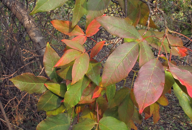 Изображение особи Acer griseum.