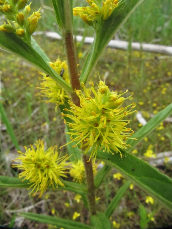 Image of Naumburgia thyrsiflora specimen.