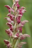 Anacamptis coriophora подвид fragrans. Часть соцветия. Испания, Страна Басков, Алаба, окр. сельского поселения Гопеги, сухой луг на опушке можжевелово-дубового редколесья. 08.06.2012.