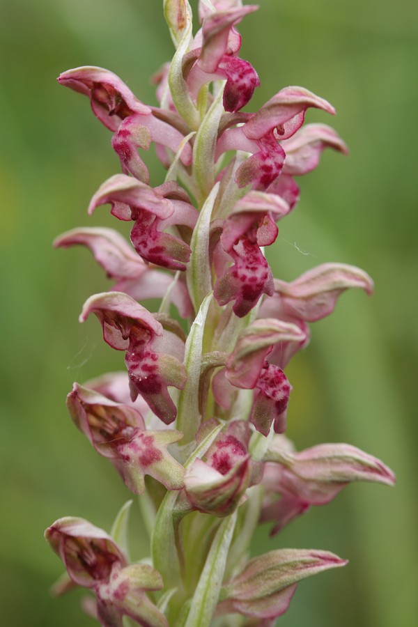 Image of Anacamptis coriophora ssp. fragrans specimen.