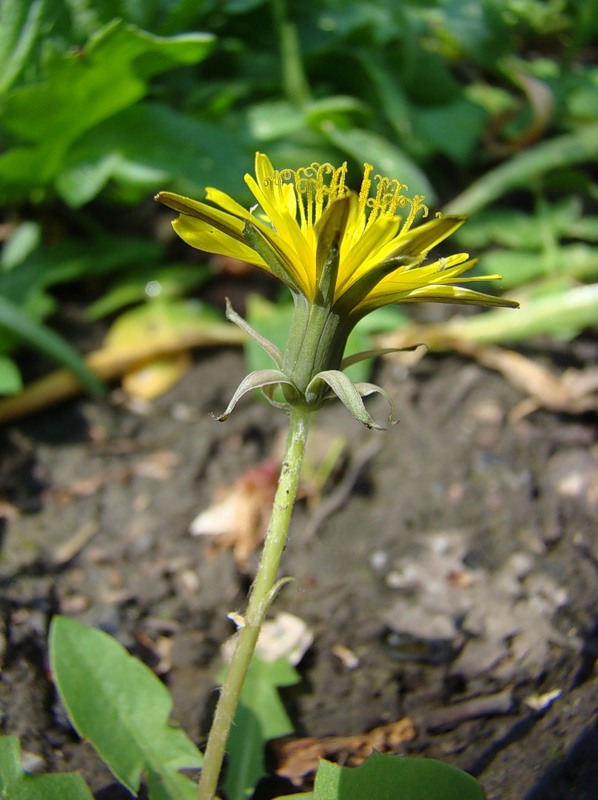 Изображение особи Taraxacum scanicum.