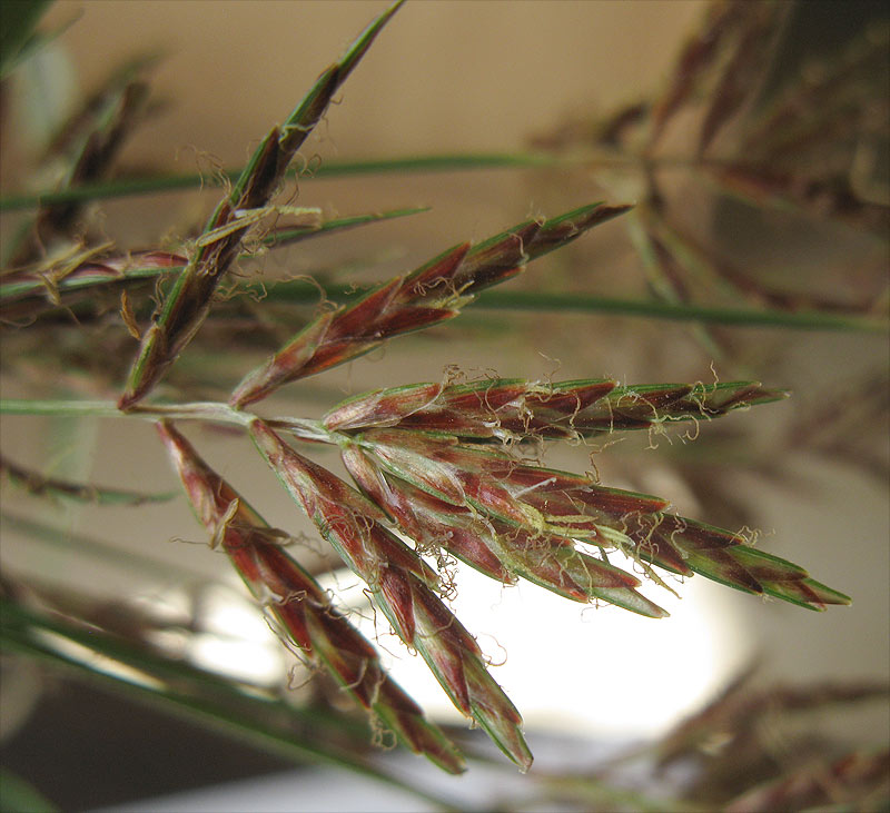 Image of Cyperus rotundus specimen.