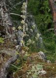 Image of taxon representative. Author is Михаил Князев